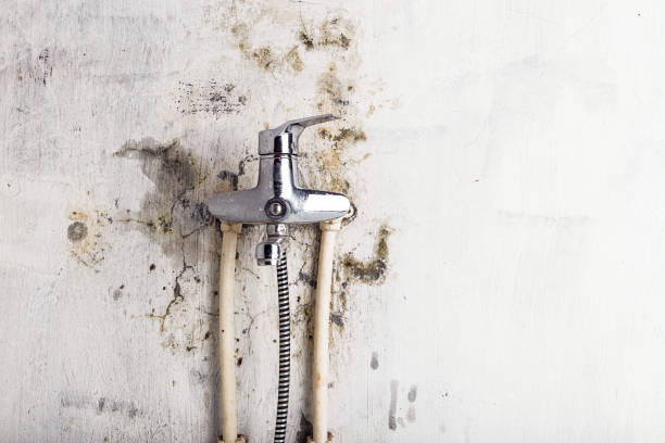Best Home Mold Removal  in Springfield, FL