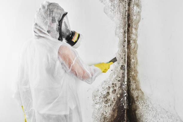 Trusted Springfield, FL Mold Removal Experts