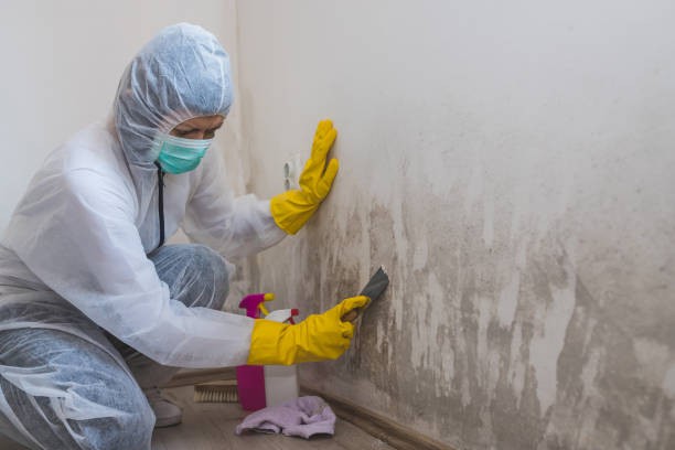 Best Residential Mold Removal  in Springfield, FL