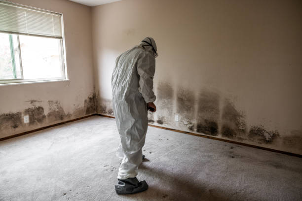 Best Mold Testing  in Springfield, FL